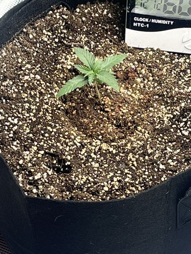 Customer photo review of Sohum Soil Organic Living Soil Just Add Water 1.5 cu ft