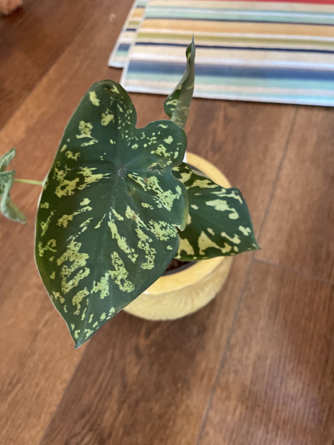 Customer photo review of 4" Caladium praetermissum 'Hilo Beauty'