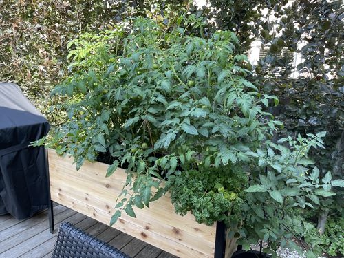 Customer photo review of 18" x 60" Raised Garden Bed