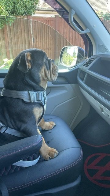 Customer photo review of 1.4m Swivel Combat Lead | Neoprene Lined, Secure Rated Clip with Soft Handle - Metal Grey
