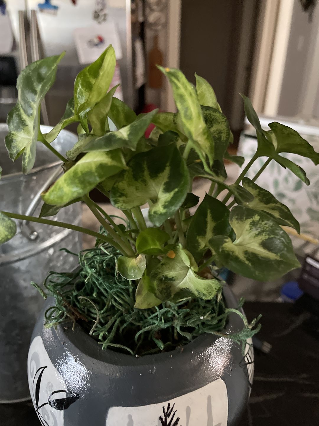 Customer photo review of 4" Syngonium podophyllum 'Pixie'