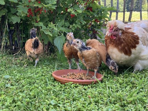 Customer photo review of BlackTasty™ Getrocknete Soldatenfliegenlarven