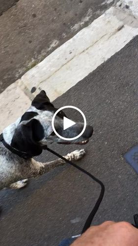 Customer video review of Ragnar Slip Leash