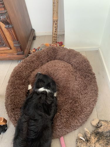 Customer photo review of Puppery Hundebett Wolke 7 - Das Original