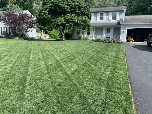 Customer photo review of GCI Turf Type Tall fescue Grass Seed