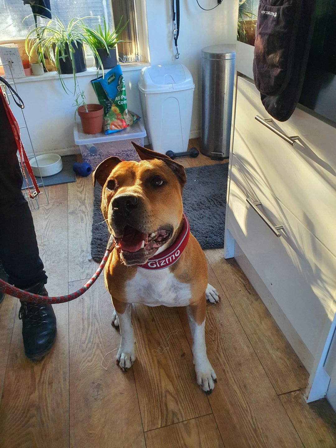 Customer photo review of 5cm RR Collar | Soft Padded & Reflective | Series 2 - Burgundy