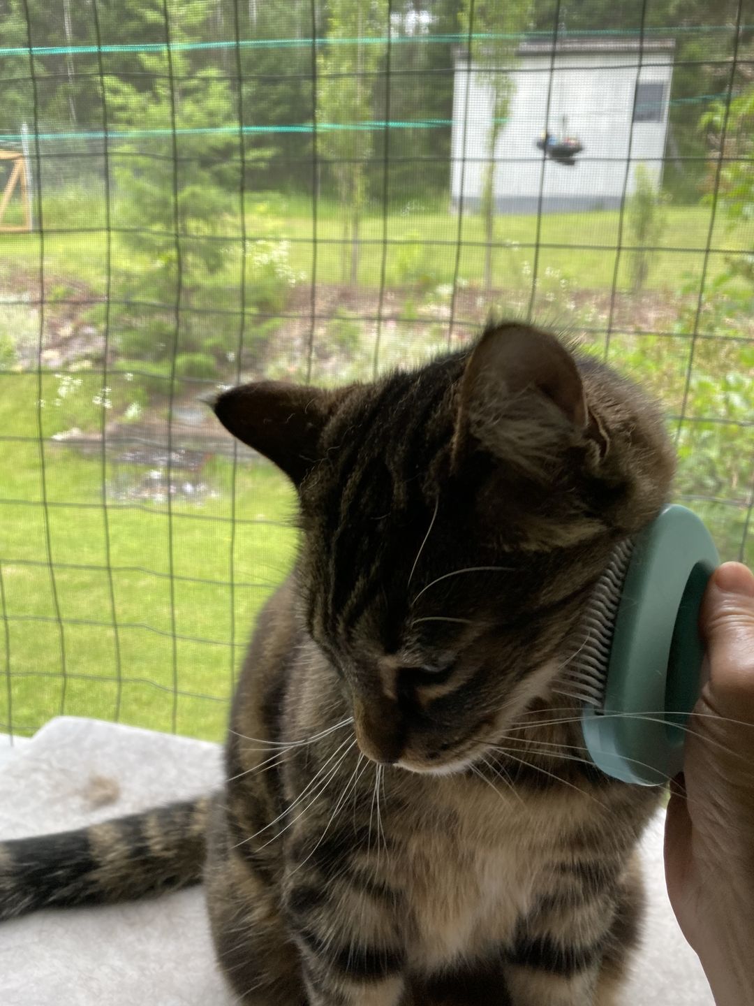 Customer photo review of Cat Hair Removal Massaging Shell Comb