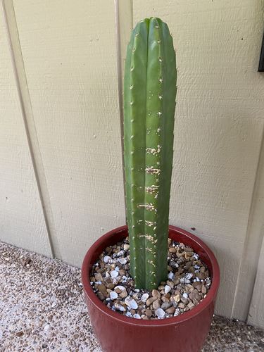 Customer photo review of San Pedro Cactus Cuttings | Echinopsis pachanoi Cuttings
