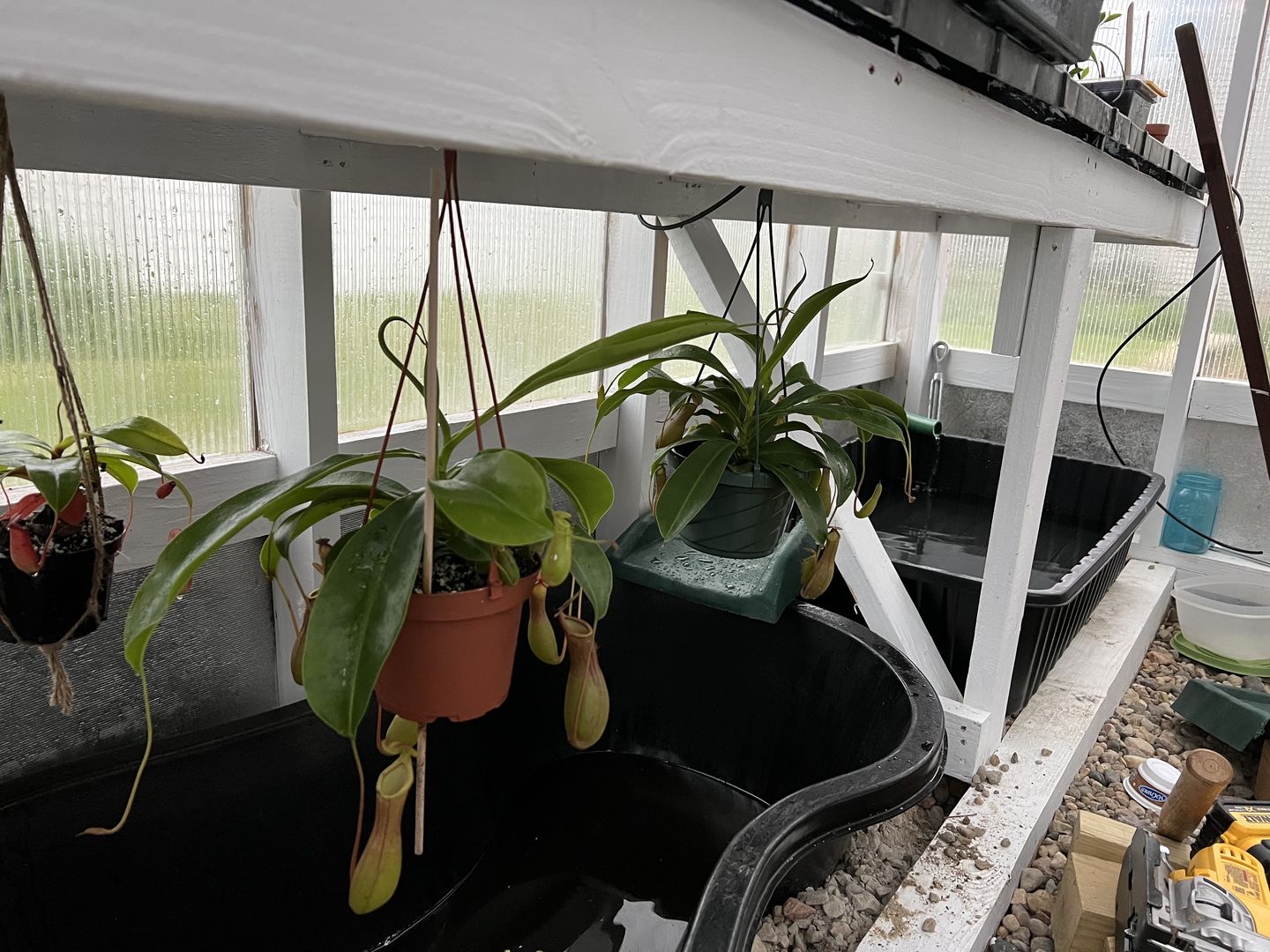 Customer photo review of 5" Carnivorous Nepenthes 'Alata' Hanging Basket