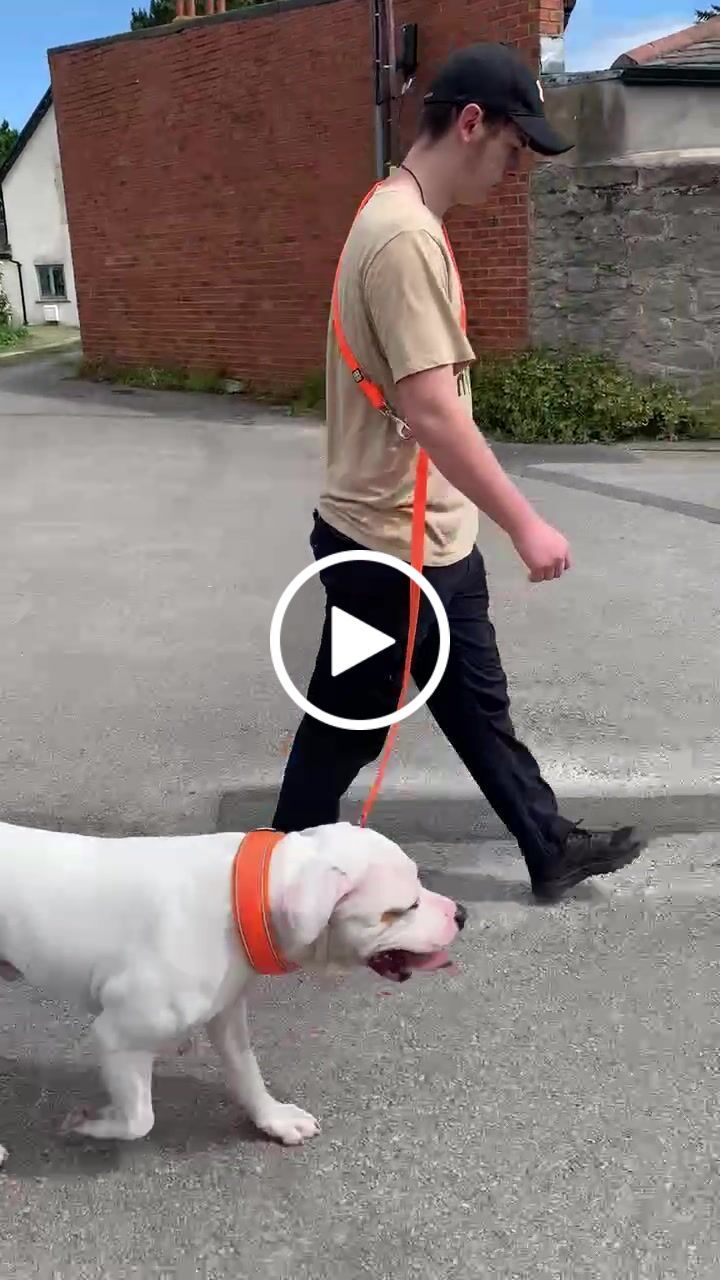 Customer video review of Double Ended Training Lead | All Breeds - Durable & Soft 2m Lead - Orange