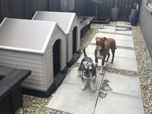 Customer photo review of Dog House