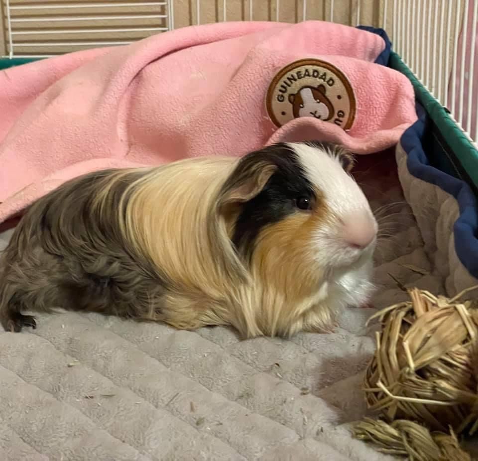 Customer photo review of GuineaDad Liner - Smaller Size Fleece Liner Without Pockets