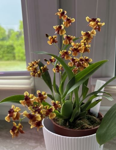 Customer photo review of Duftorchidee Oncidium Twinkle Anna