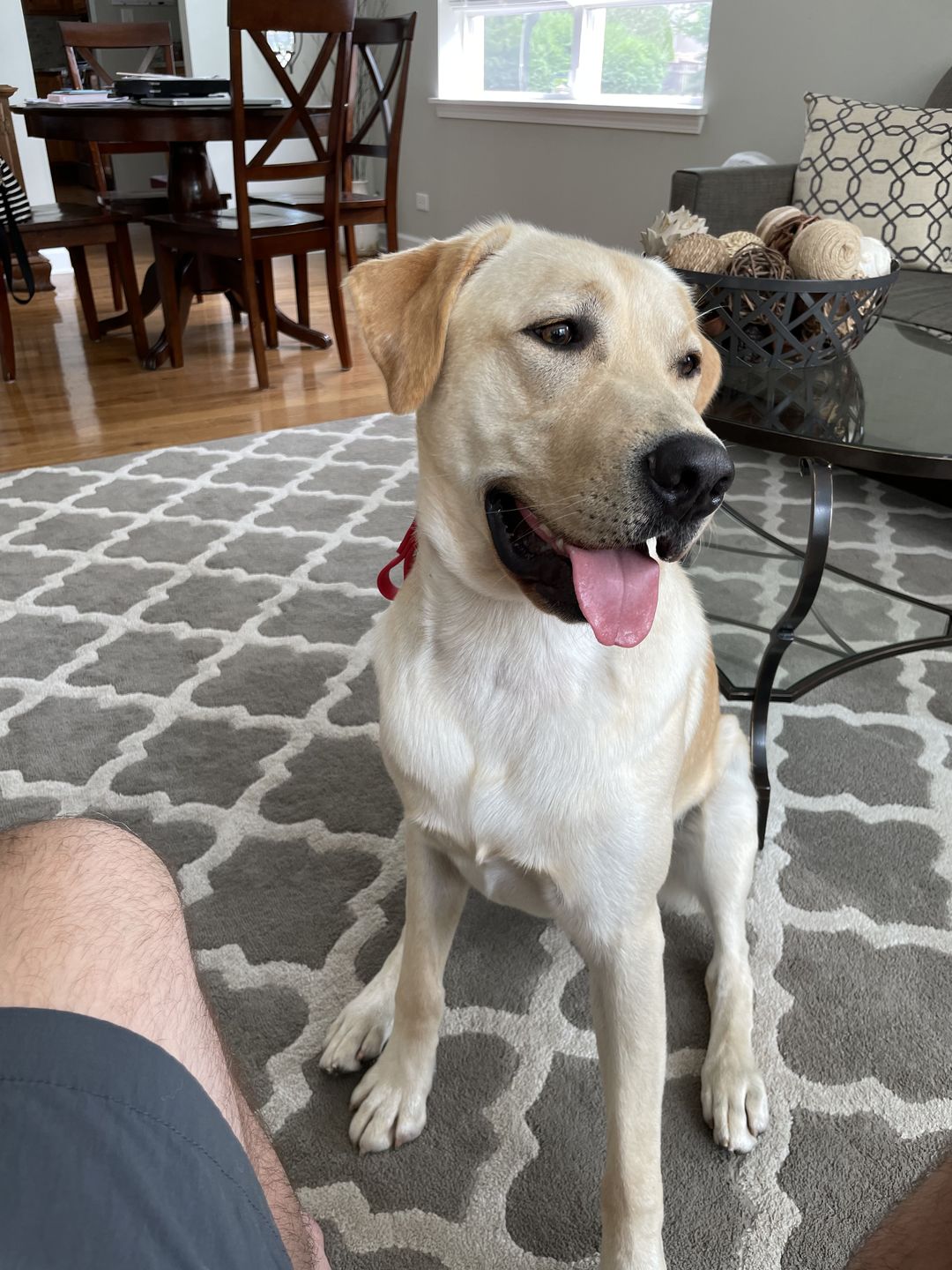 Customer photo review of Denali Training Tab