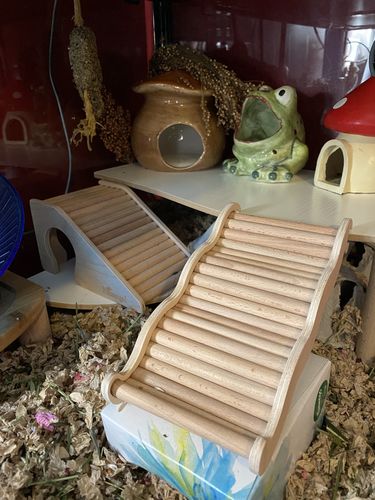 Customer photo review of Niteangel Hamster Climbing Toy Wooden Ladder Bridge for Hamsters Gerbils Mice and Small Animals