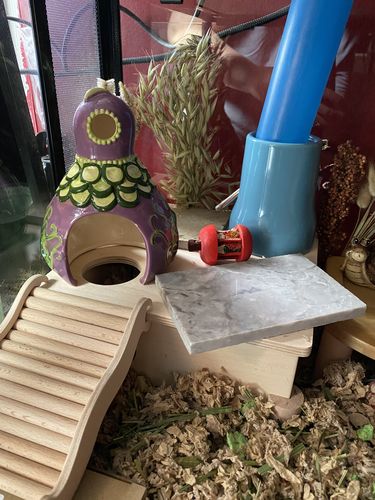 Customer photo review of Niteangel Set of Beech Stilts for Elevating & Safely Setting Multi-Chamber Series Maze House