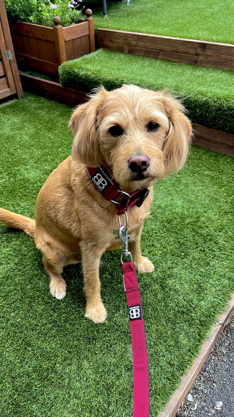 Customer photo review of 5cm RR Collar | Soft Padded & Reflective | Series 2 - Burgundy