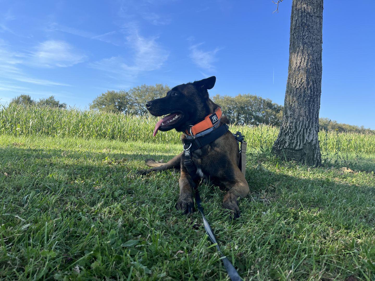 Customer photo review of 5cm RR Collar | Soft Padded & Reflective | Series 2 - Orange