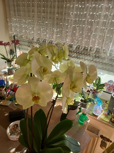 Customer photo review of Table Dance Banana Chocolate mit braunen Blüten mit 2+ Stielen