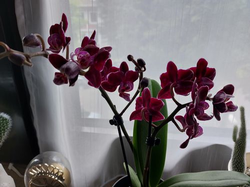 Customer photo review of Table Dance Aliyah Black mit dunkelroten Blüten und 2 Stielen