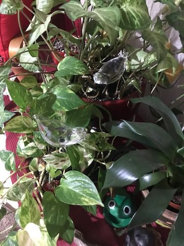 Customer photo review of Mon petit oiseau - Le Jardin de Mamie®