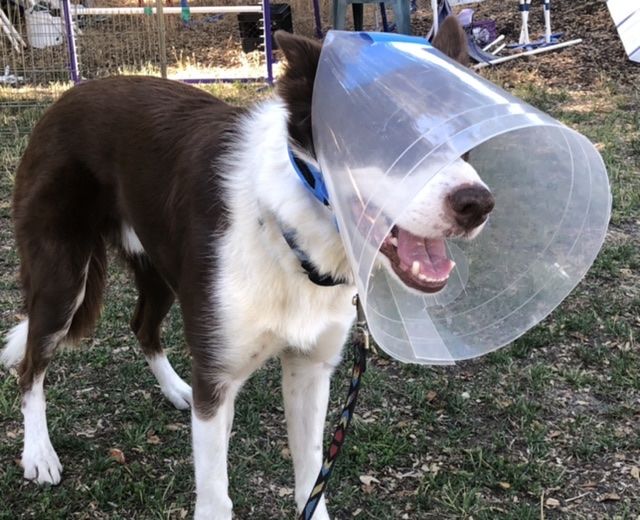 Customer photo review of NovaGuard Recovery Collar