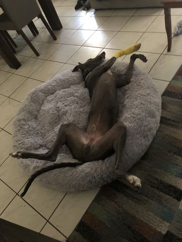 Customer photo review of Pawz Non-Removable Calming Pet Bed