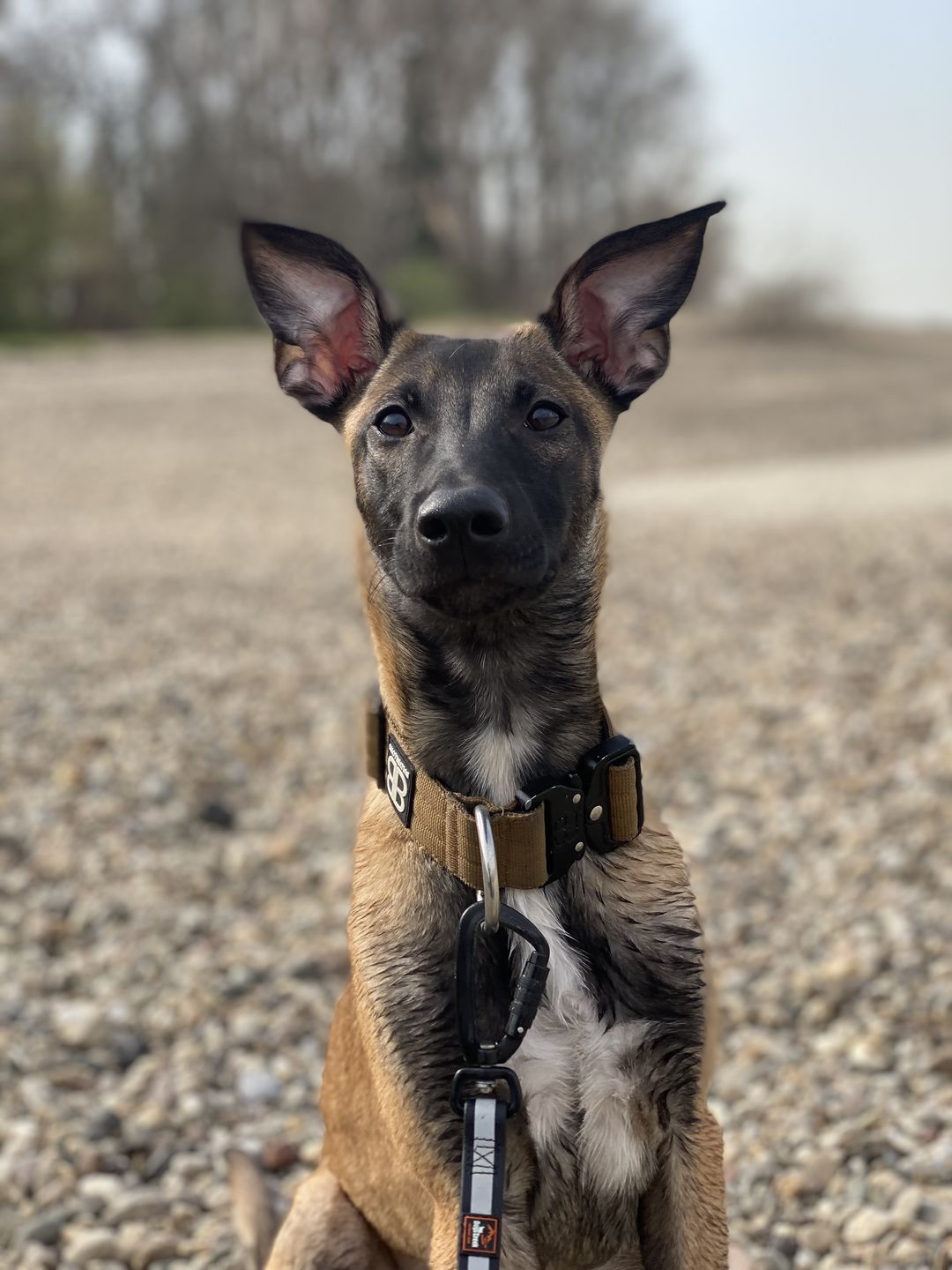 Customer photo review of 4cm Combat® Collar | Rated Clip - NO HANDLE - Military Tan v2.0
