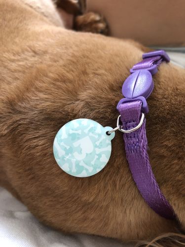 Customer photo review of Paw & Bones