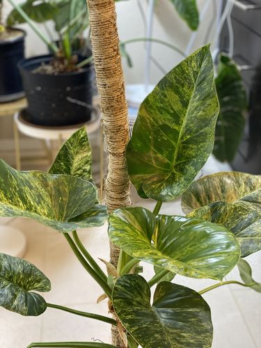 Customer photo of The Original Bendable Moss Pole™ - Best Seller (Pins Included) from Jaime G.