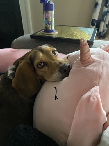 Customer photo review of Polkadog