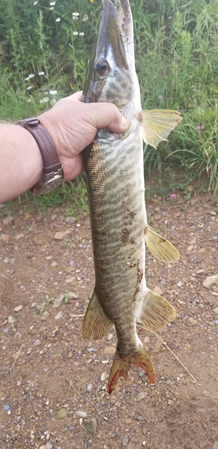 Customer photo review of Swimmax Fishing Lures | Six-Segmented | BKK Hook | Rattling Gurgling | Heavy-Duty Dyneema Fiber | 3 Pcs | For Bass & Trout & Walleye & Crappie