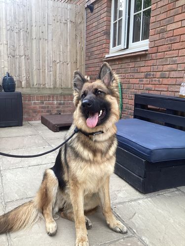 Customer photo review of Ragnar Slip Leash