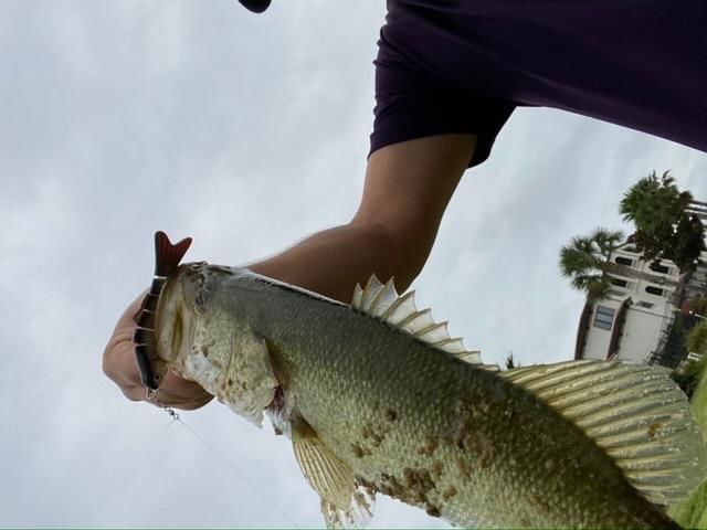 Customer photo review of Swimmax Fishing Lures | Six-Segmented | BKK Hook | Rattling Gurgling | Heavy-Duty Dyneema Fiber | 3 Pcs | For Bass & Trout & Walleye & Crappie
