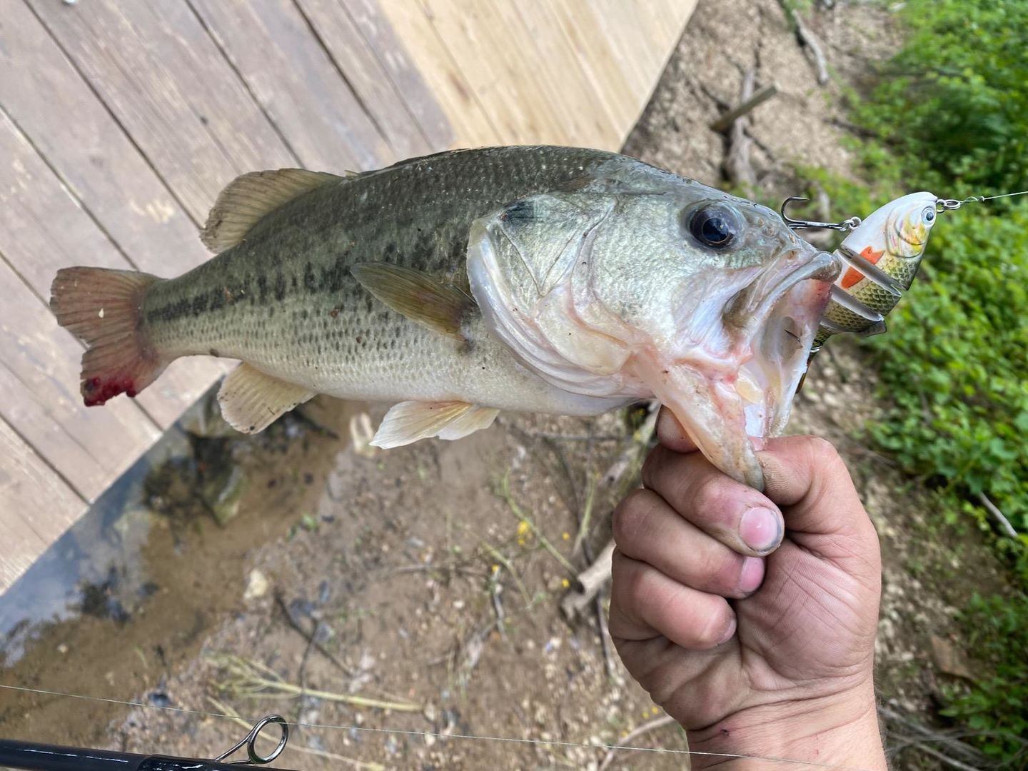 Customer photo review of Swimmax Fishing Lures | Six-Segmented | BKK Hook | Rattling Gurgling | Heavy-Duty Dyneema Fiber | 3 Pcs | For Bass & Trout & Walleye & Crappie