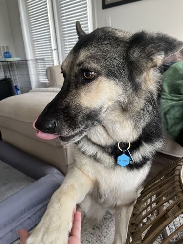 Customer photo review of Blue Silicone