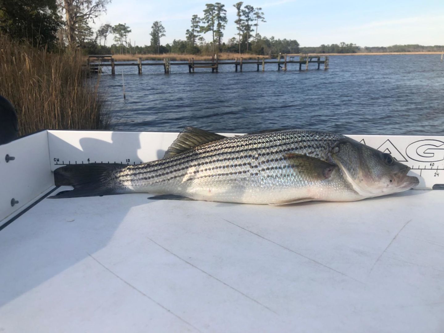 Customer photo review of Swimmax Fishing Lures | Six-Segmented | BKK Hook | Rattling Gurgling | Heavy-Duty Dyneema Fiber | 3 Pcs | For Bass & Trout & Walleye & Crappie