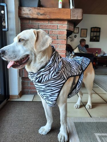 Customer photo review of Cool & Bug Vest for Dogs