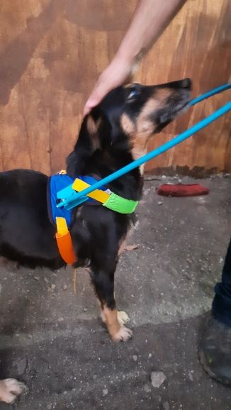 Customer photo review of Blind Dogs Halo