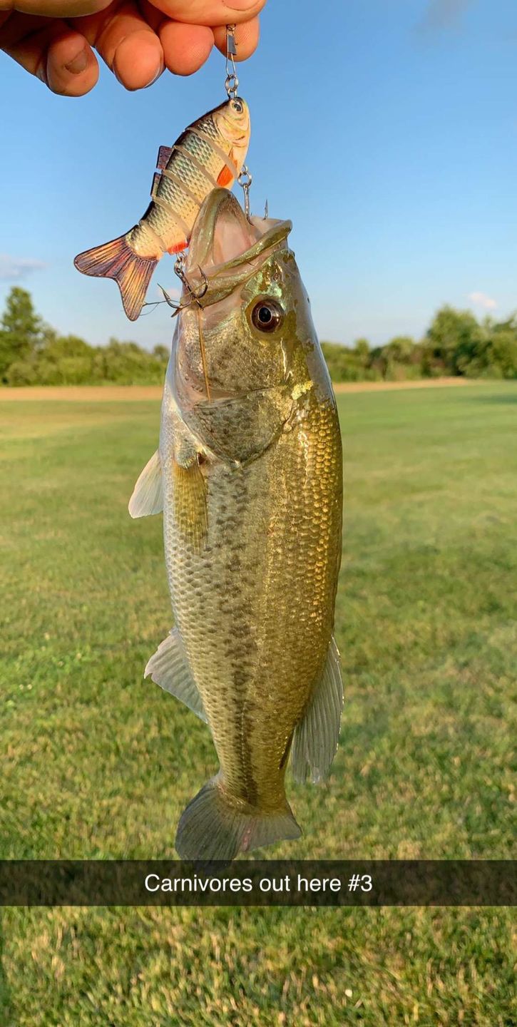 Customer photo review of Swimmax Fishing Lures | Six-Segmented | BKK Hook | Rattling Gurgling | Heavy-Duty Dyneema Fiber | 3 Pcs | For Bass & Trout & Walleye & Crappie