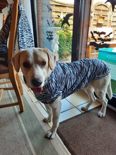 Customer photo review of UV & Bug Shirt - Repeltec for Dogs