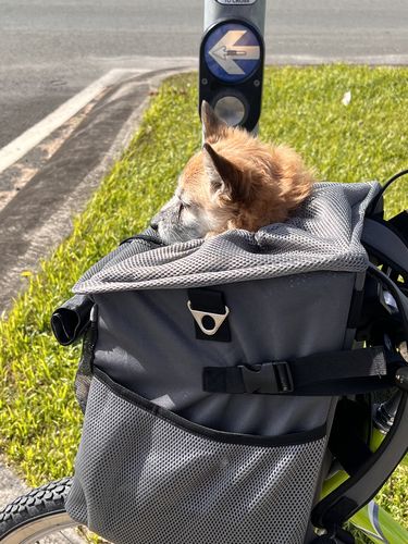 Customer photo review of All In One Pet Carrier Bag | Dog Bike Basket | Backpack for Dogs & Cats | Car Booster Seat