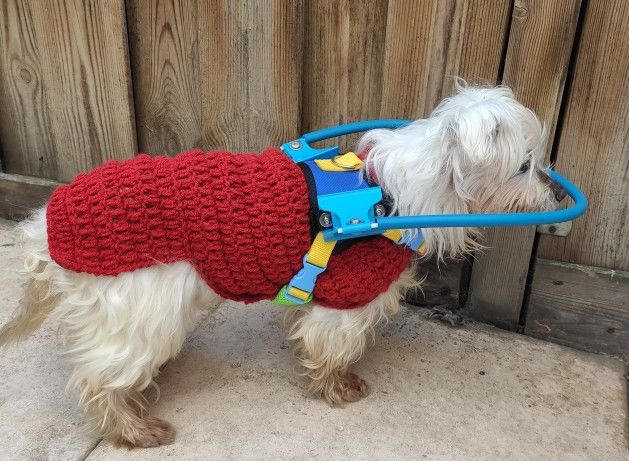 Customer photo review of Blind Dogs Halo