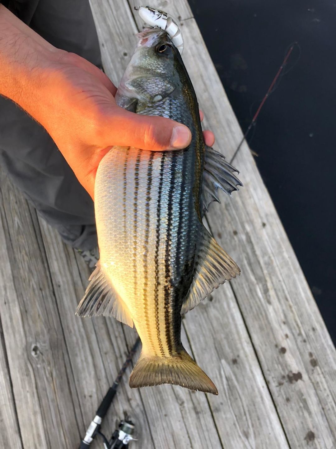 Customer photo review of Swimmax Fishing Lures | Six-Segmented | BKK Hook | Rattling Gurgling | Heavy-Duty Dyneema Fiber | 3 Pcs | For Bass & Trout & Walleye & Crappie