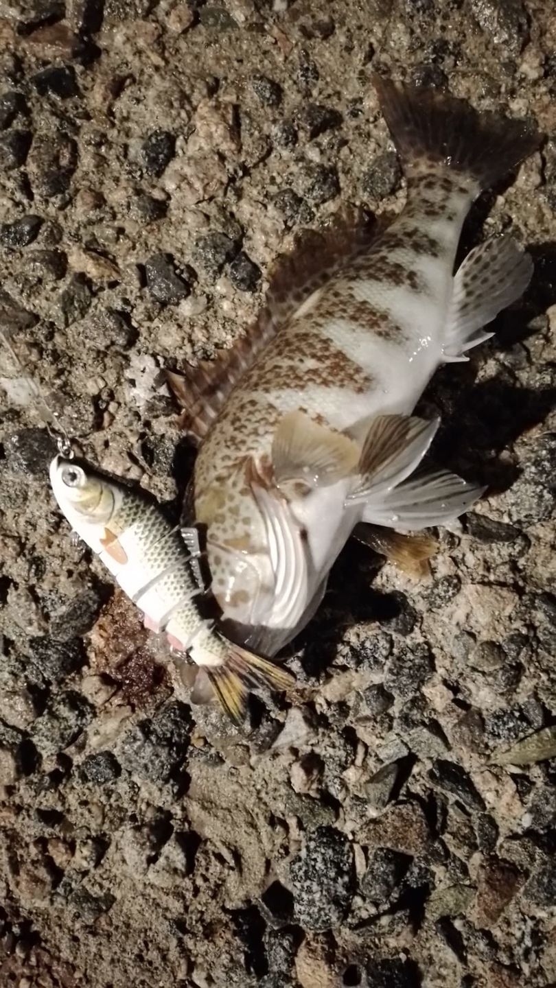 Customer photo review of Swimmax Fishing Lures | Six-Segmented | BKK Hook | Rattling Gurgling | Heavy-Duty Dyneema Fiber | 3 Pcs | For Bass & Trout & Walleye & Crappie