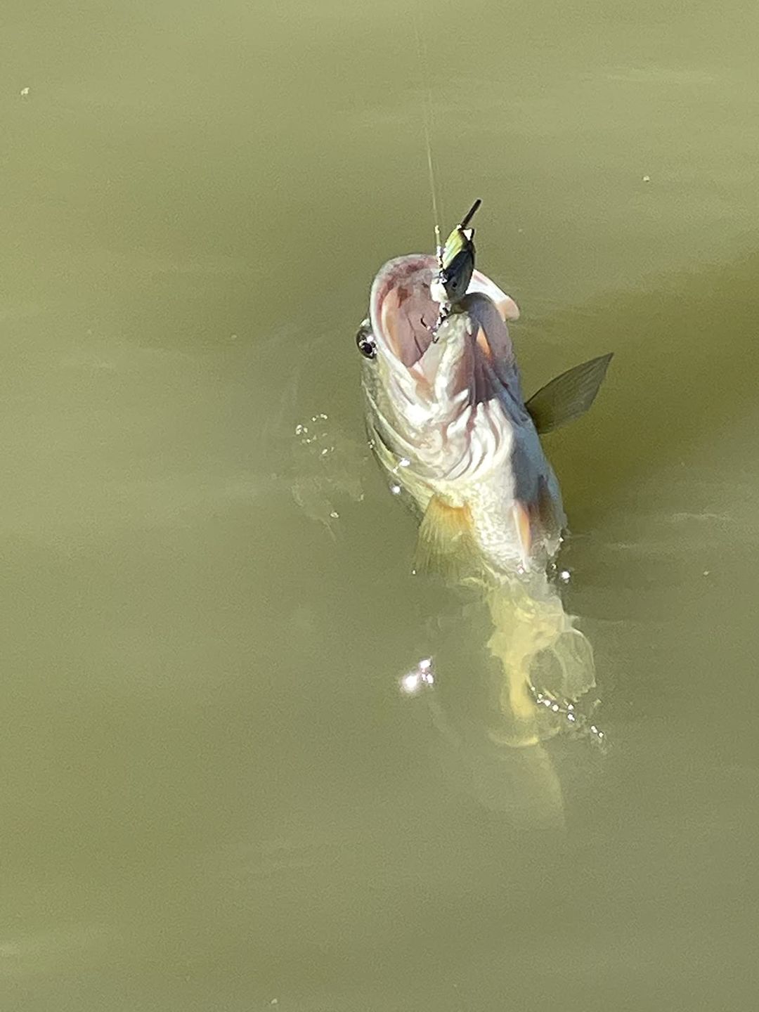 Customer photo review of Swimmax Fishing Lures | Six-Segmented | BKK Hook | Rattling Gurgling | Heavy-Duty Dyneema Fiber | 3 Pcs | For Bass & Trout & Walleye & Crappie