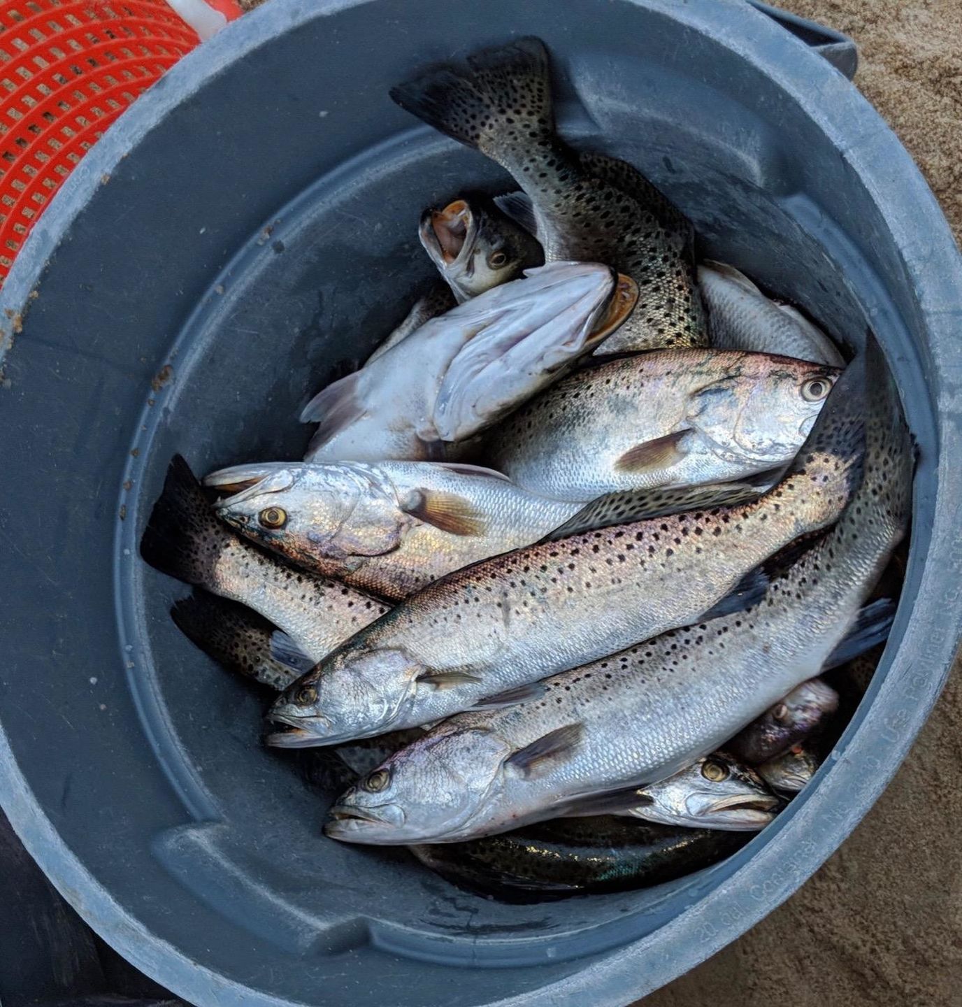 Customer photo review of Swimmax Fishing Lures | Six-Segmented | BKK Hook | Rattling Gurgling | Heavy-Duty Dyneema Fiber | 3 Pcs | For Bass & Trout & Walleye & Crappie