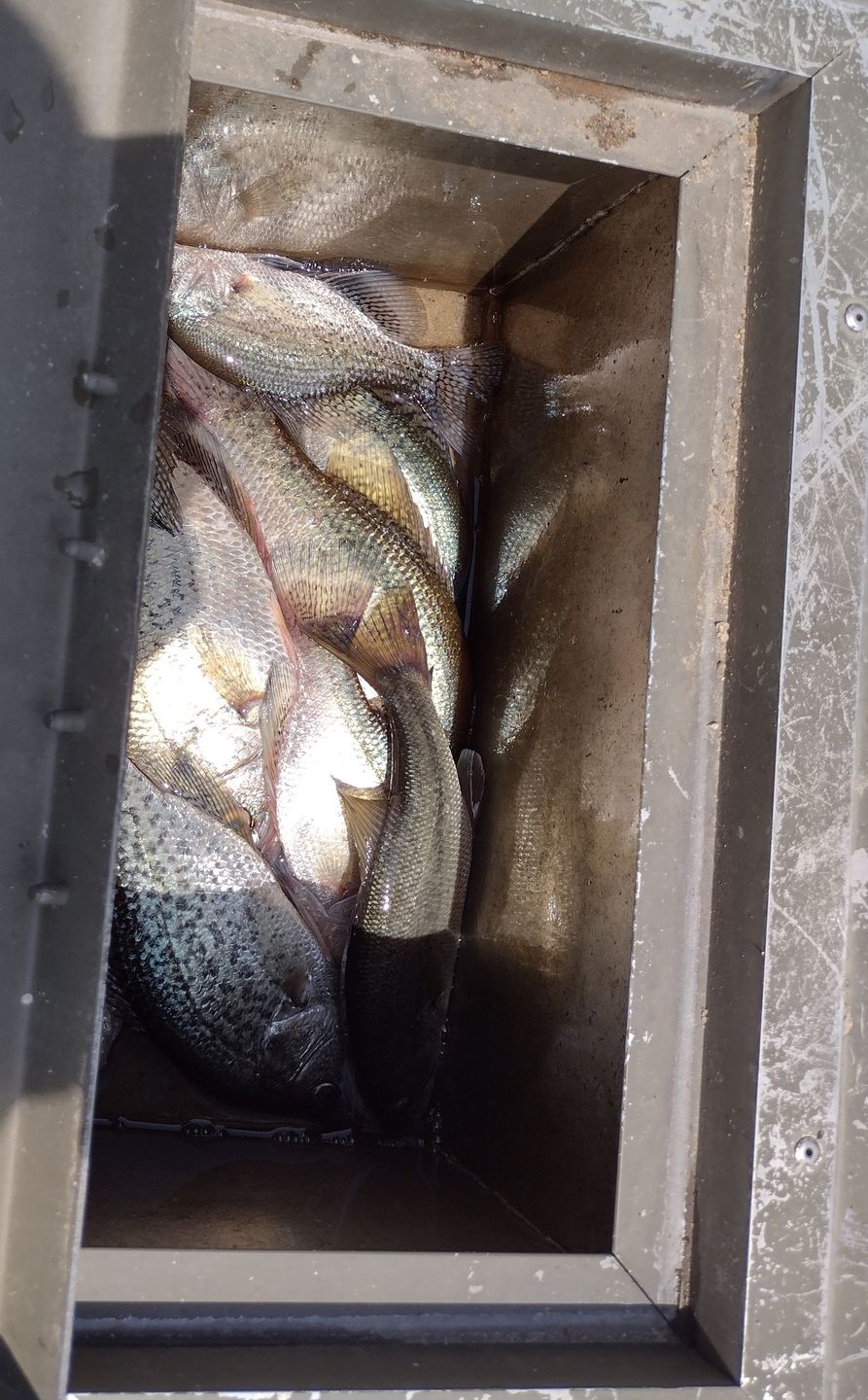Customer photo review of Swimmax Fishing Lures | Six-Segmented | BKK Hook | Rattling Gurgling | Heavy-Duty Dyneema Fiber | 3 Pcs | For Bass & Trout & Walleye & Crappie