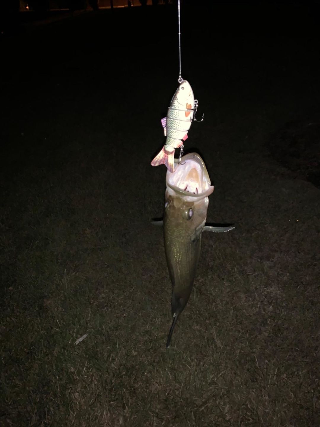 Customer photo review of Swimmax Fishing Lures | Six-Segmented | BKK Hook | Rattling Gurgling | Heavy-Duty Dyneema Fiber | 3 Pcs | For Bass & Trout & Walleye & Crappie