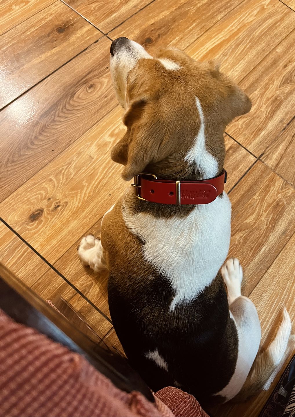 Customer photo review of Collar Duke Rojo/Negro